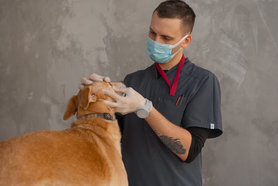 Clínica médica e cirúrgica de animais de companhia